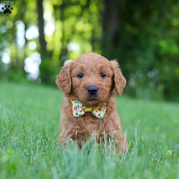 Theo, Goldendoodle Puppy